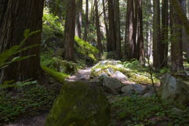 Muir Woods National Monument San Francisco California